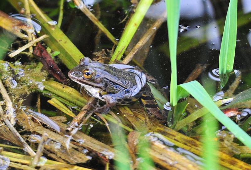 Rana .. quale? Pelophylax sp. (Lazio)